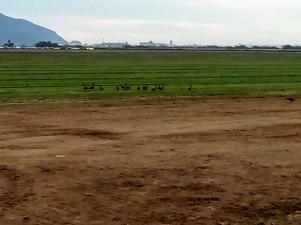 Greater White-fronted Goose - ML374962951