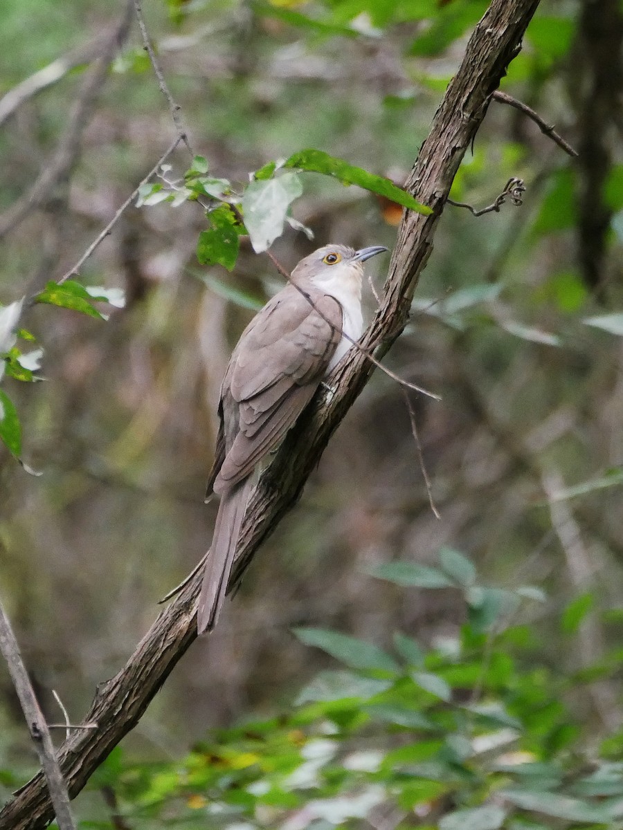 Black-billed Cuckoo - ML374963761