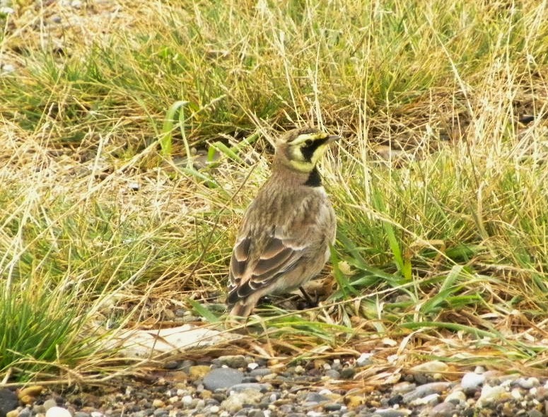 Horned Lark - ML37496381