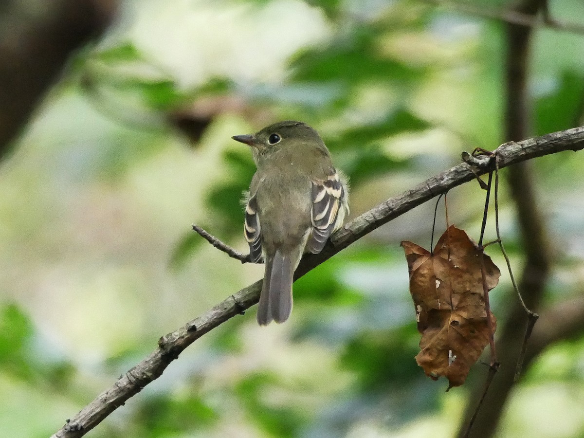 Empidonax sp. - ML374963811