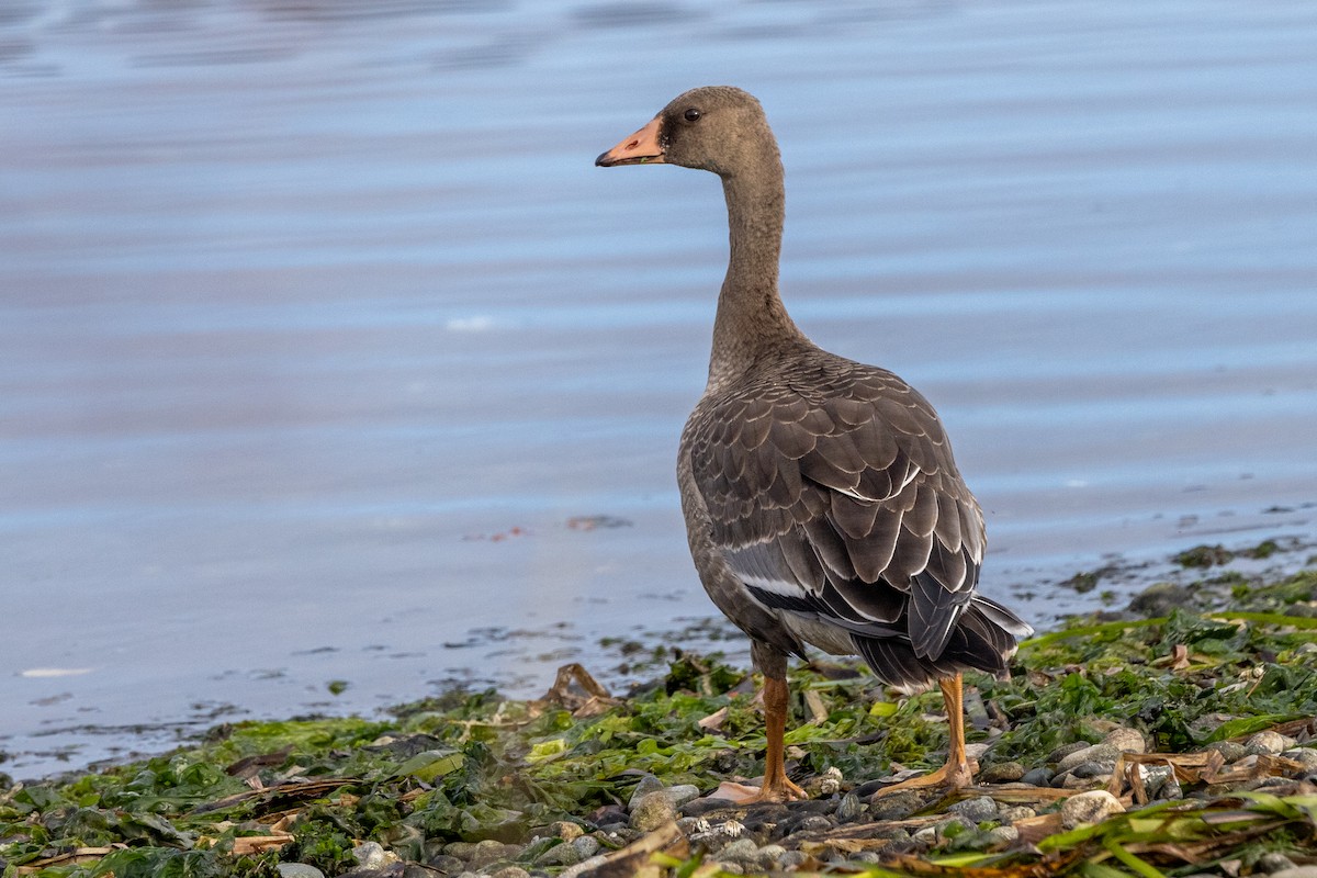 Greater White-fronted Goose - ML374966151