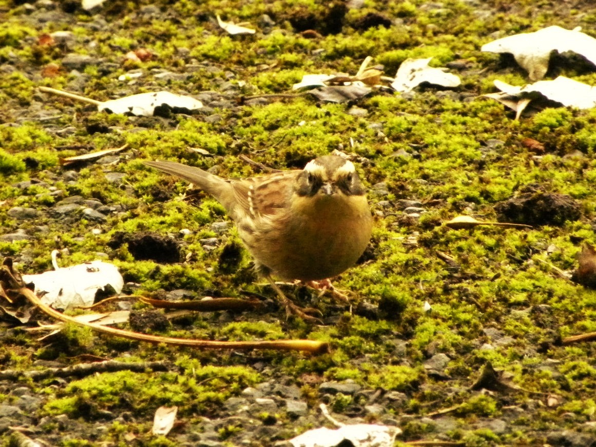 Siberian Accentor - ML37496641