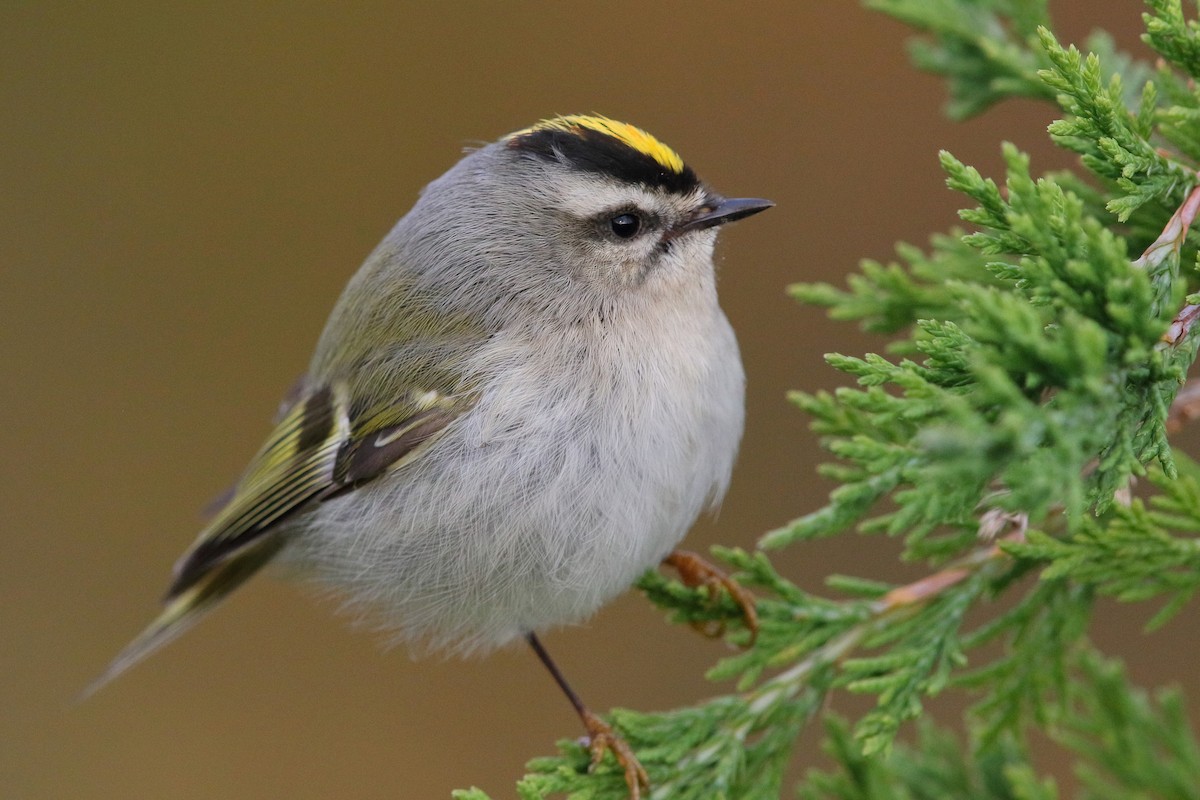 Golden-crowned Kinglet - ML374966491