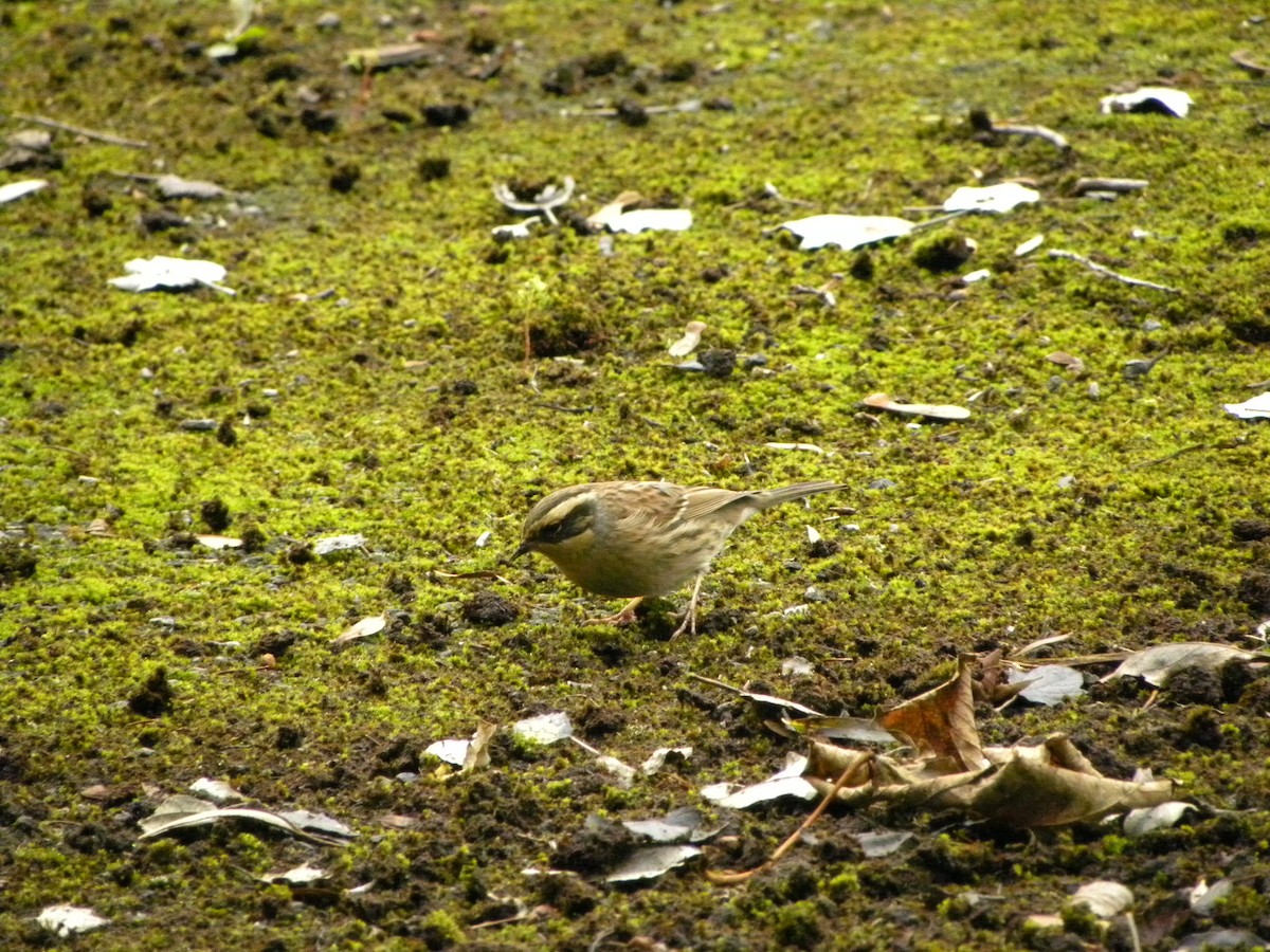 Siberian Accentor - ML37496671