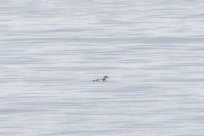 Pigeon Guillemot - ML374966911