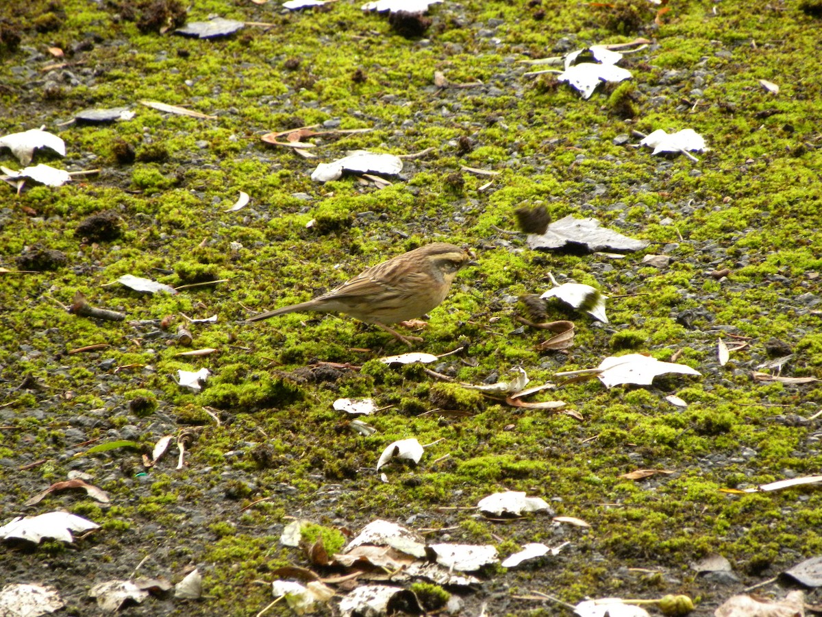 Siberian Accentor - ML37496721