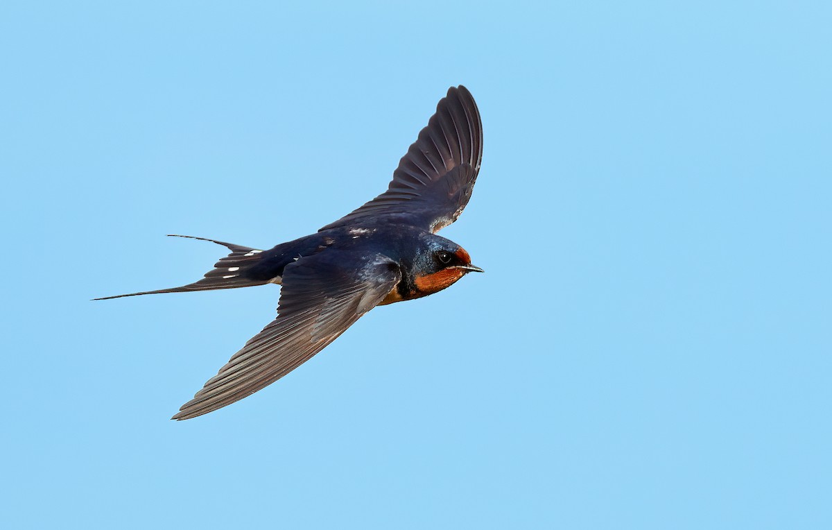 Barn Swallow - ML374968491