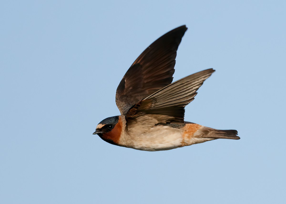 Cliff Swallow - Michael Brown