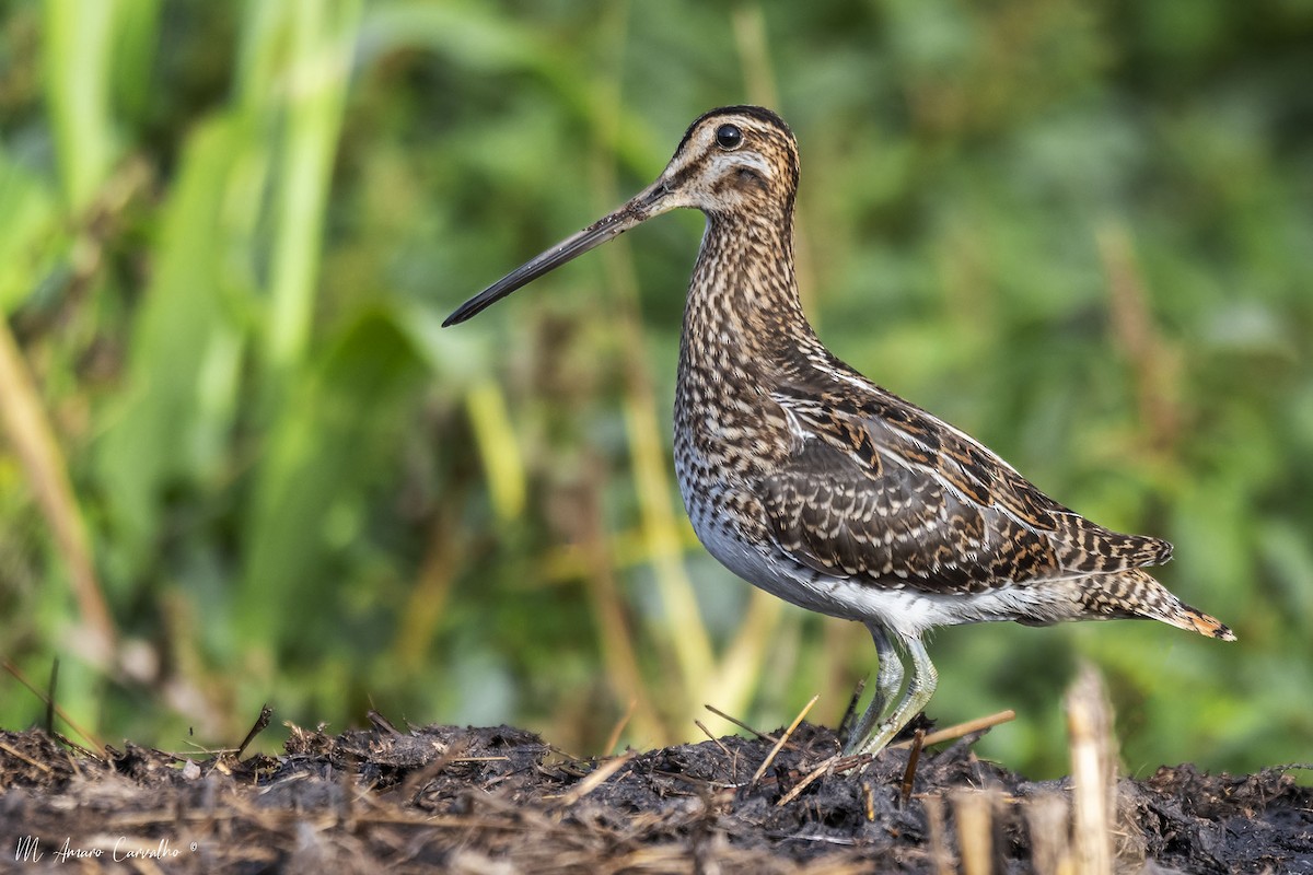 Common Snipe - ML374970231