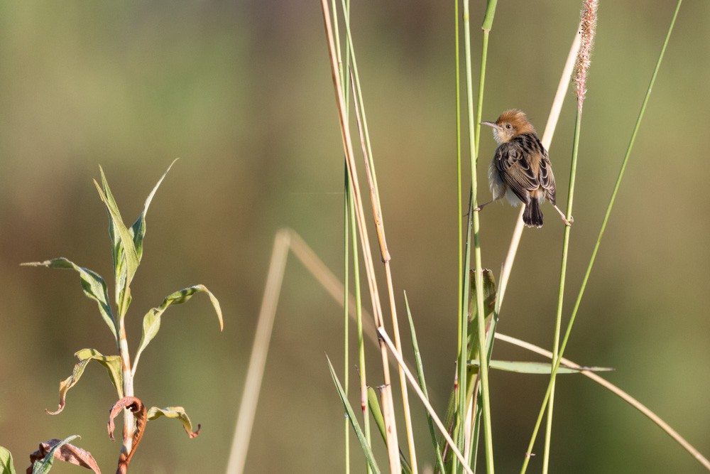 Golden-headed Cisticola - ML37497071