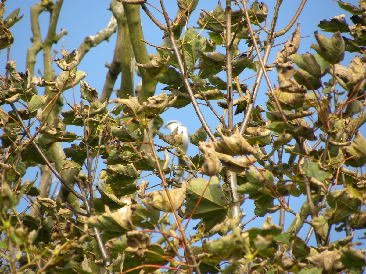 Great Gray Shrike - ML37497251