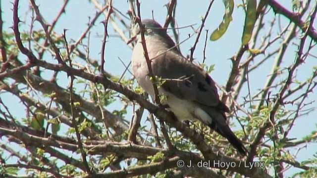 Black-billed Wood-Dove - ML374973991