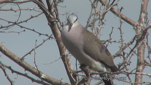 Black-billed Wood-Dove - ML374975401