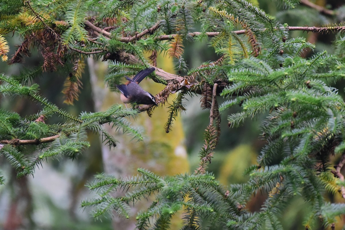 White-eared Sibia - Tatsutomo Chin