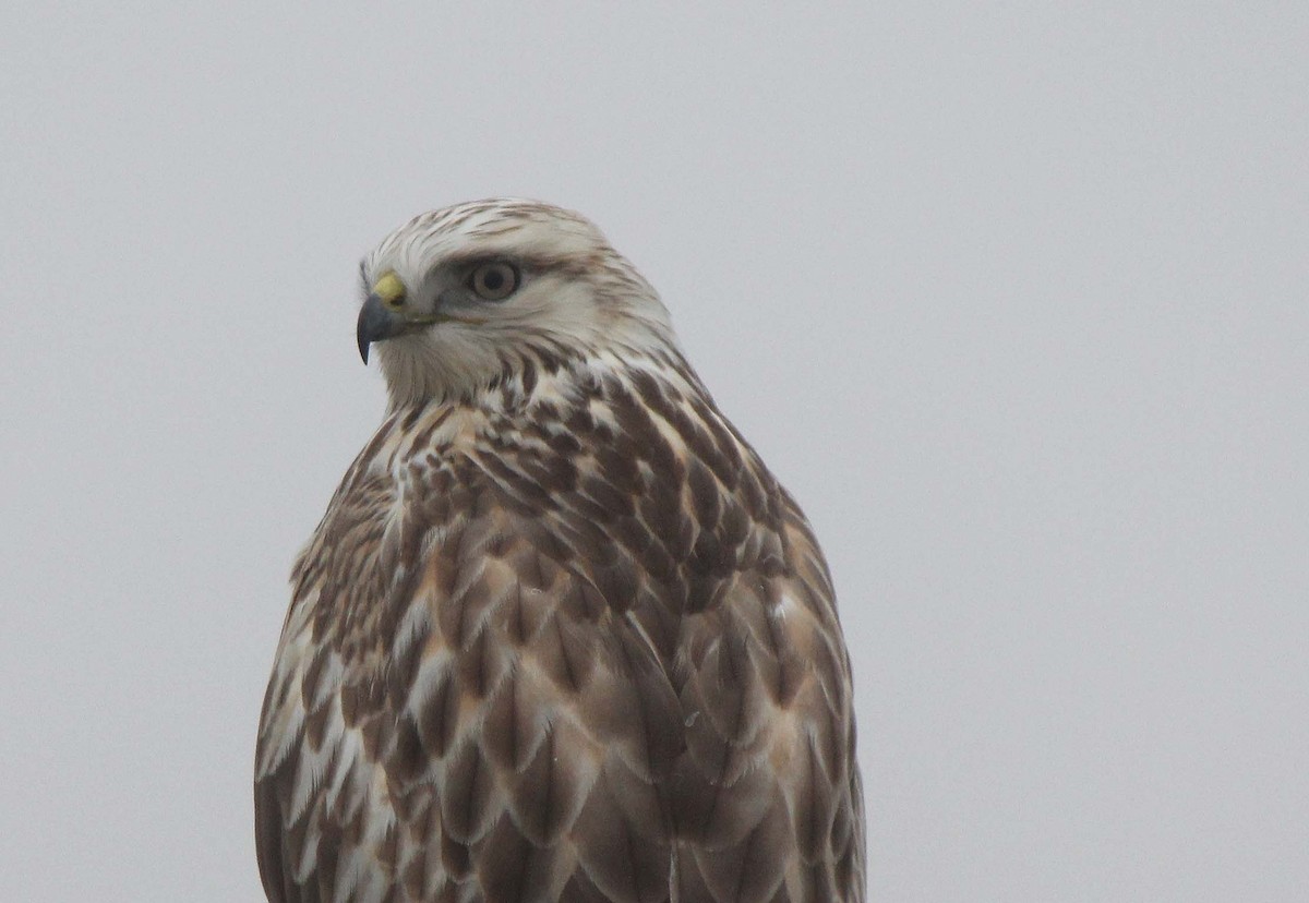 Rough-legged Hawk - ML37497731