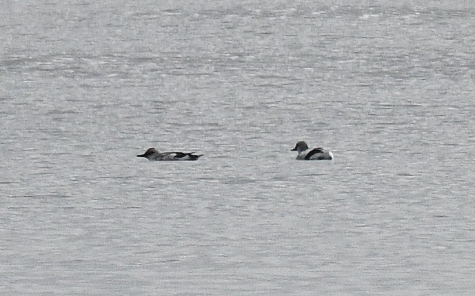 Pigeon Guillemot - Lorna Aynbinder