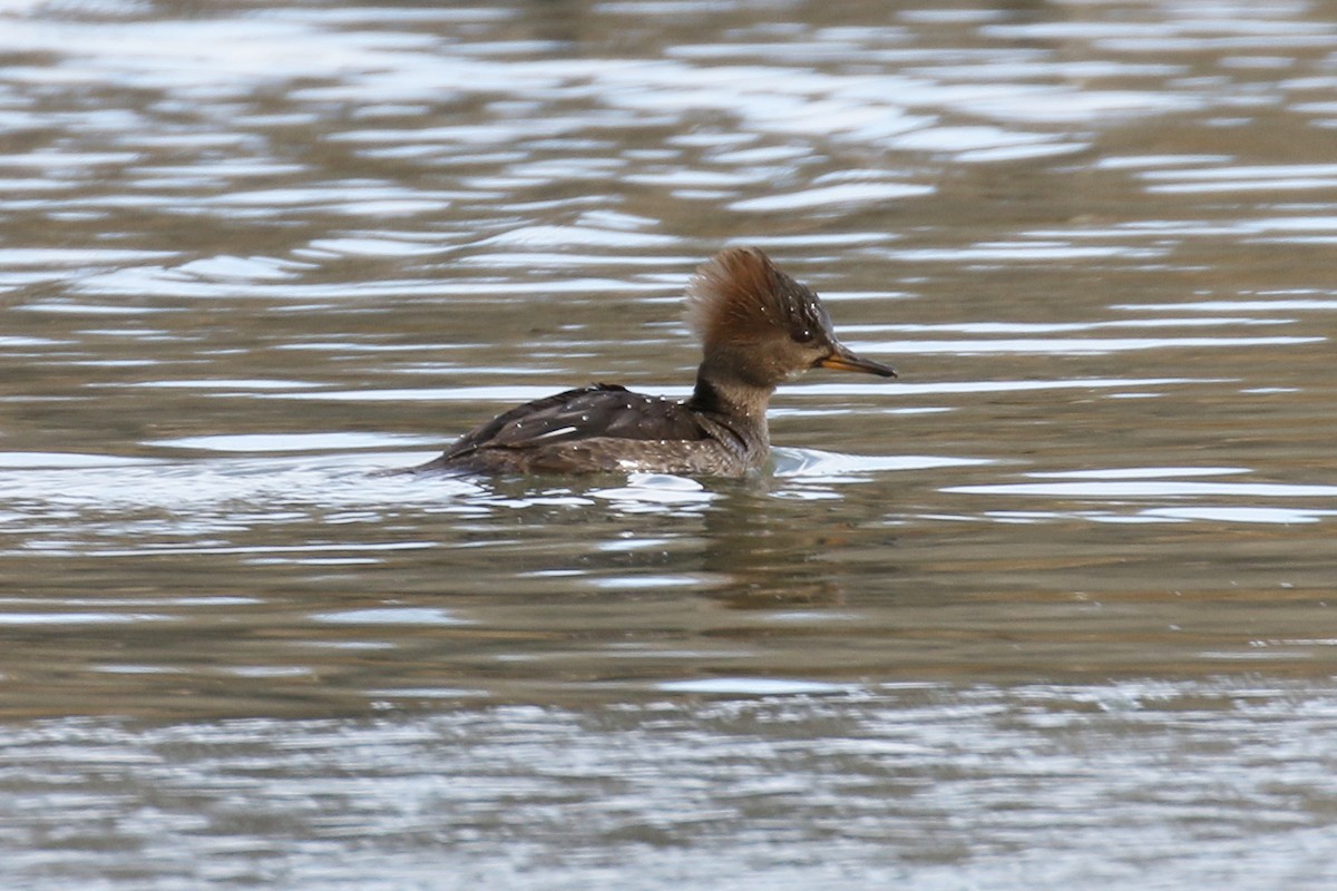 Hooded Merganser - Jonathan Batkin