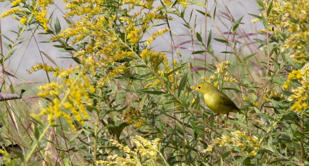 Yellow Warbler - ML374979521