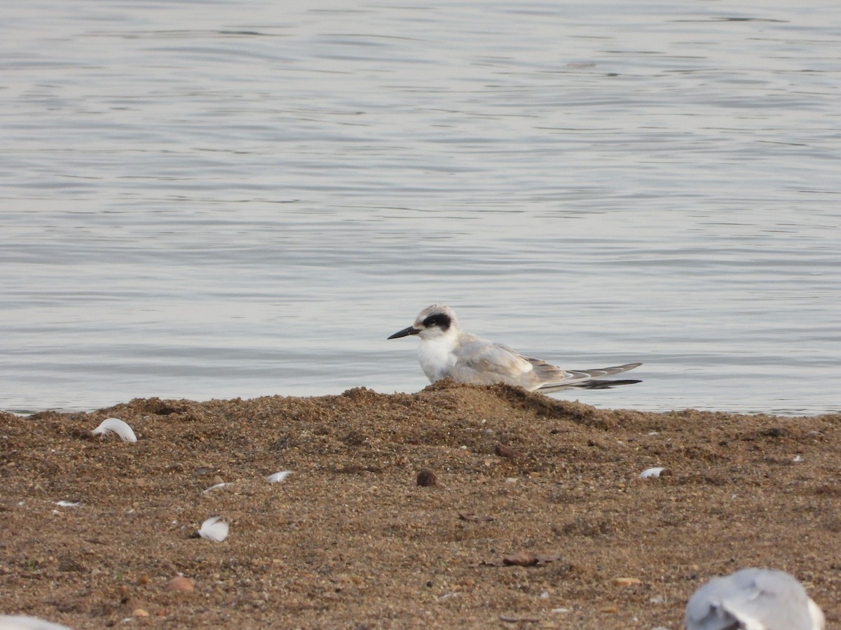 Forster's Tern - ML374981861