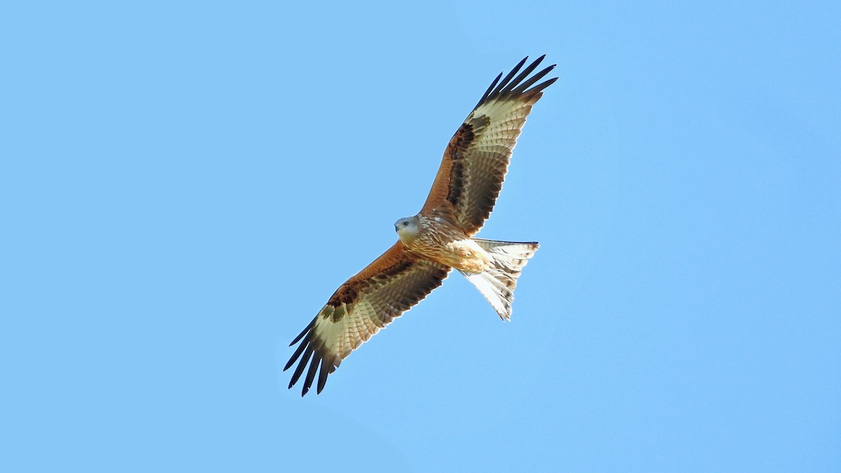 Red Kite - Manuel García Ruiz