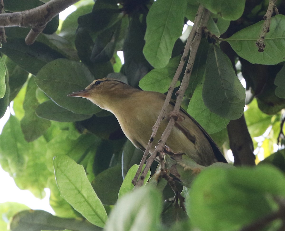 Worm-eating Warbler - ML374982371