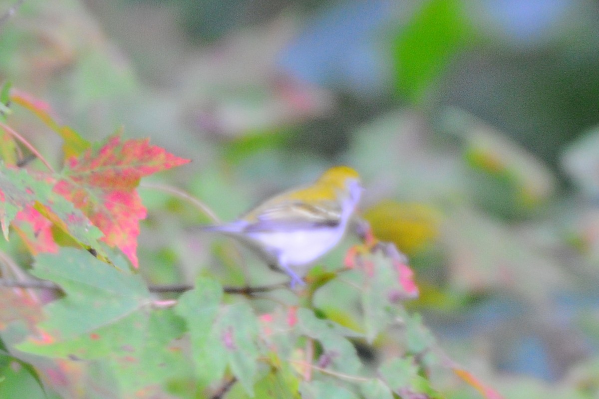 Chestnut-sided Warbler - Lori  McCollister