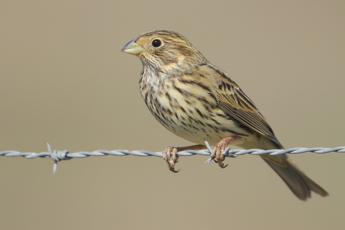 Corn Bunting - PMDE ESTEVES