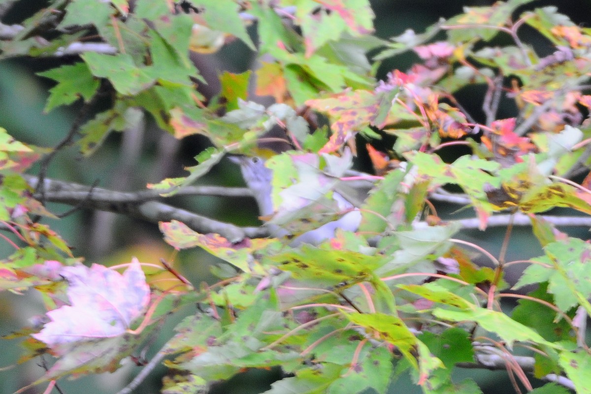 Chestnut-sided Warbler - ML374984461