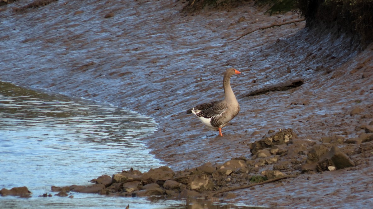 Graylag Goose - ML374984511