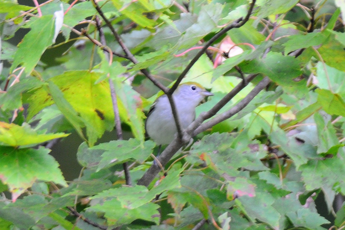 Chestnut-sided Warbler - ML374984641