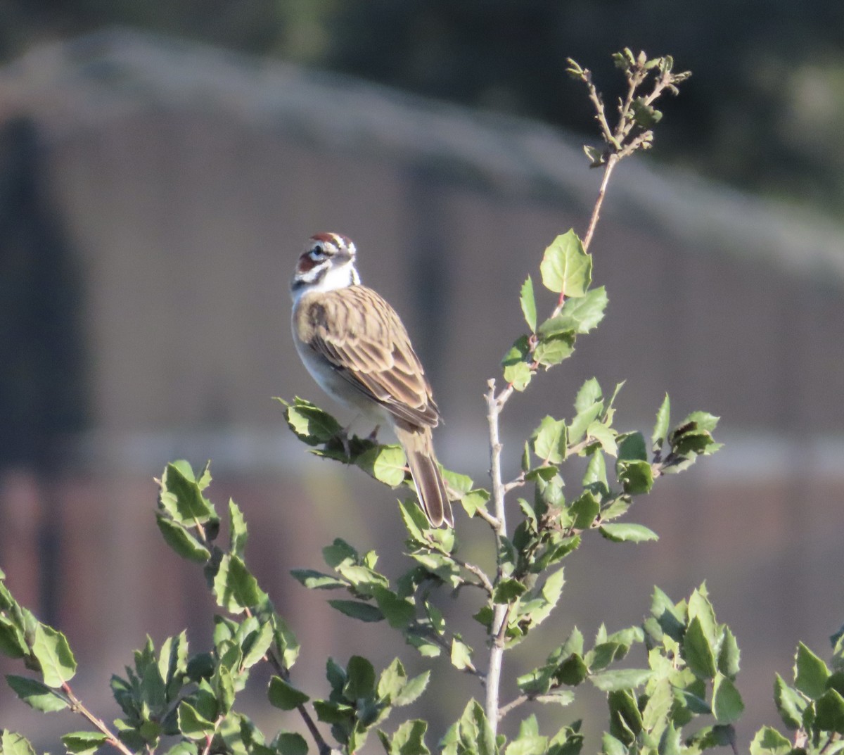 Lark Sparrow - ML374985331