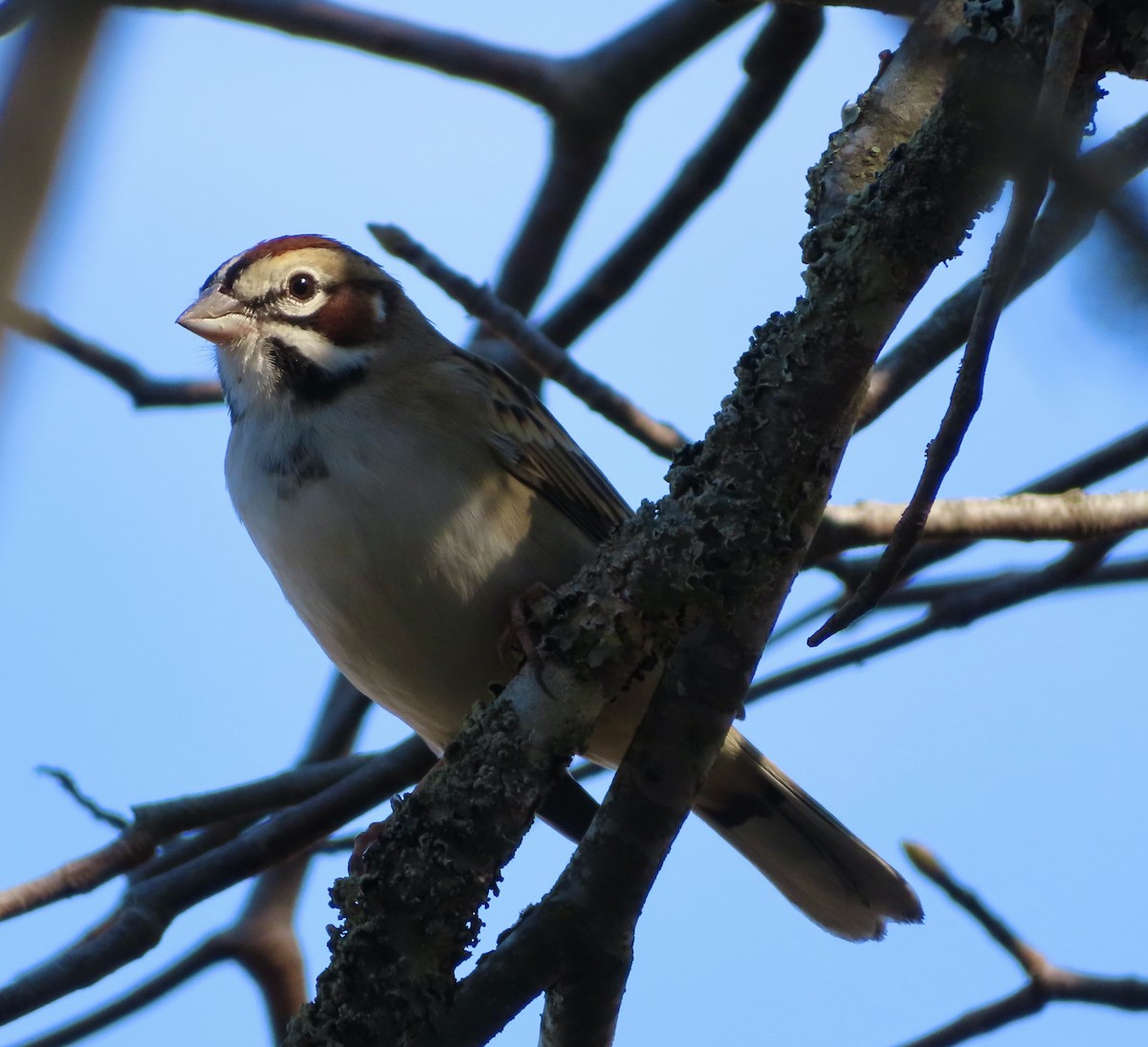 Lark Sparrow - ML374985341