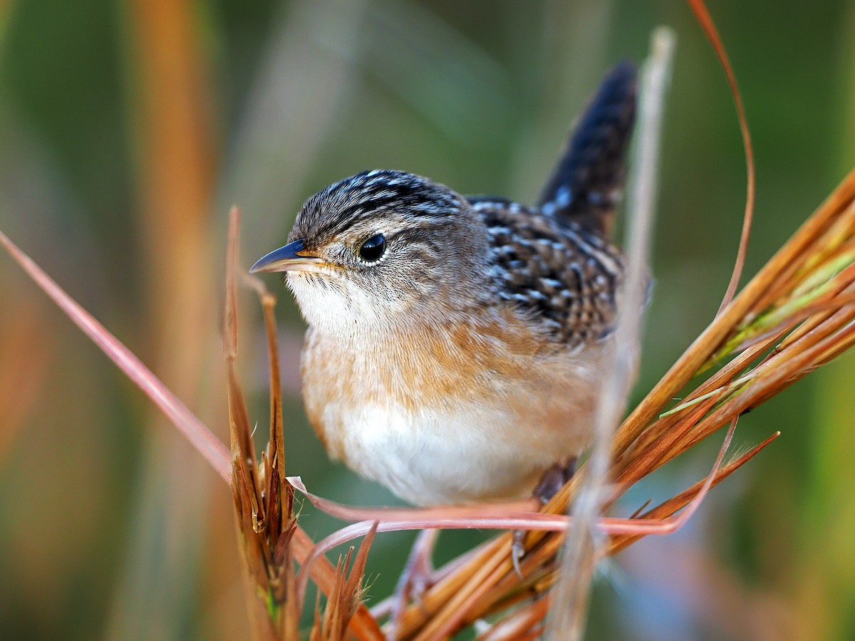 Sedge Wren - ML374986421