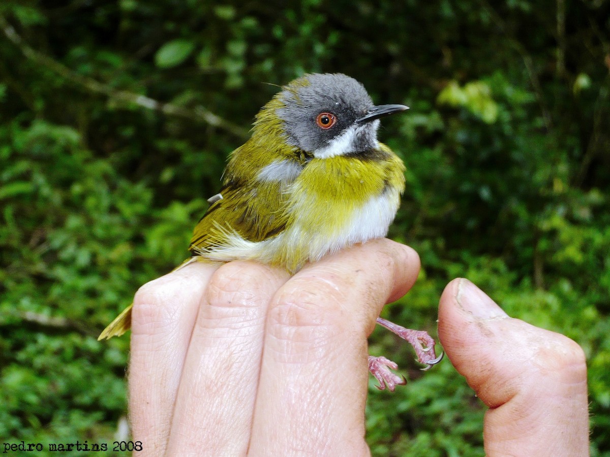 Black-throated Apalis - ML37498671