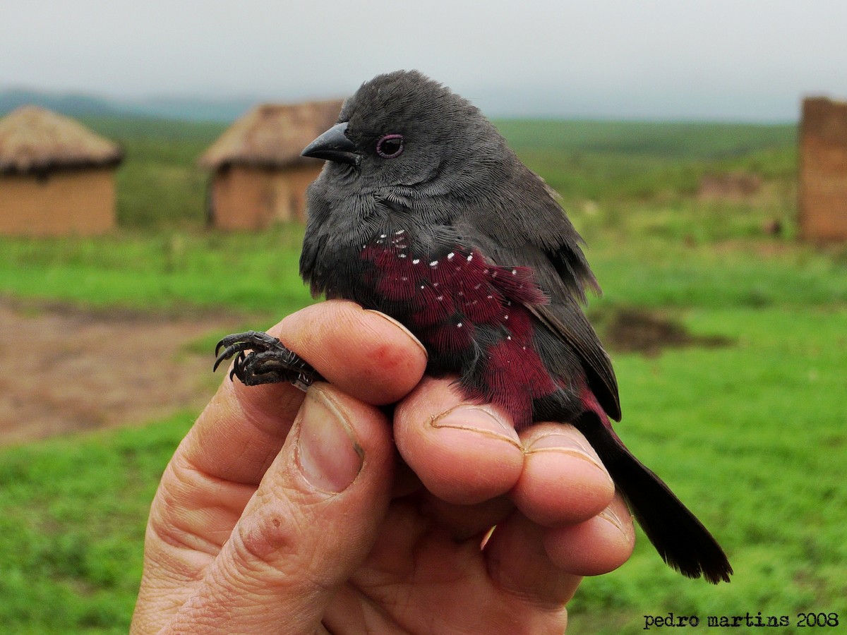 Dusky Twinspot - Pedro Martins