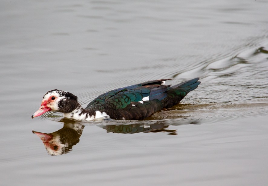 Muscovy Duck (Domestic type) - ML374989171