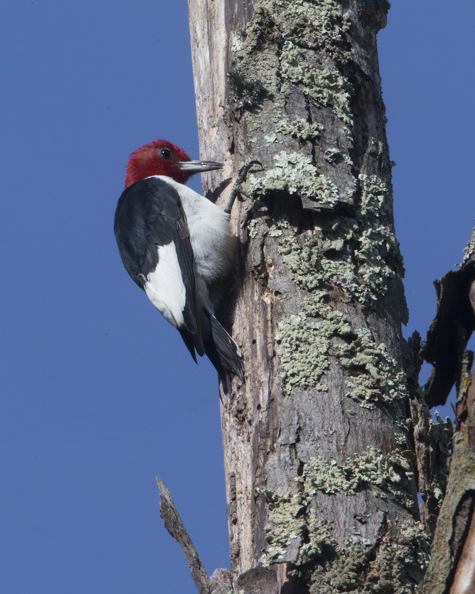 Red-headed Woodpecker - Brian Smith