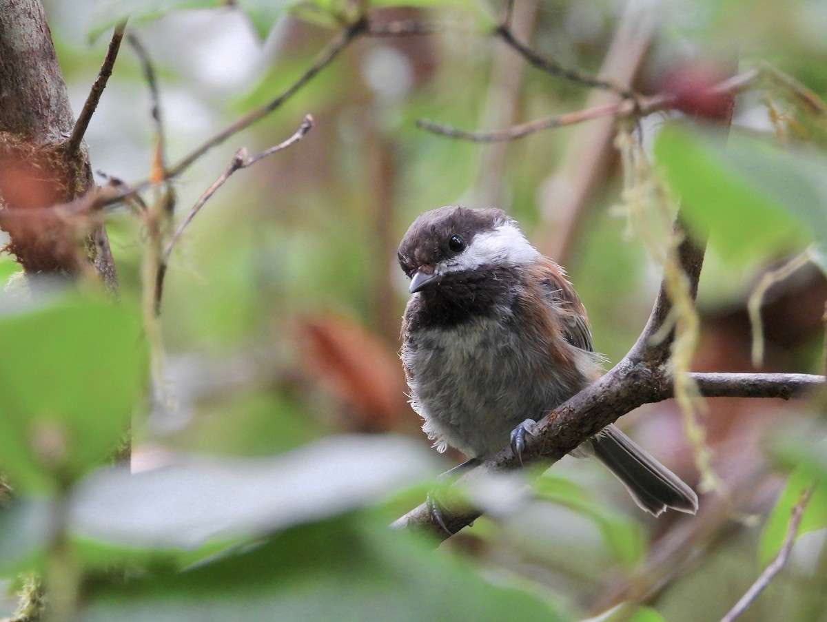 Chestnut-backed Chickadee - Kalin Ocaña