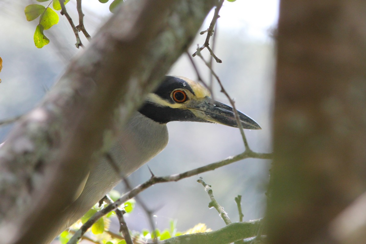 Yellow-crowned Night Heron - ML374991541