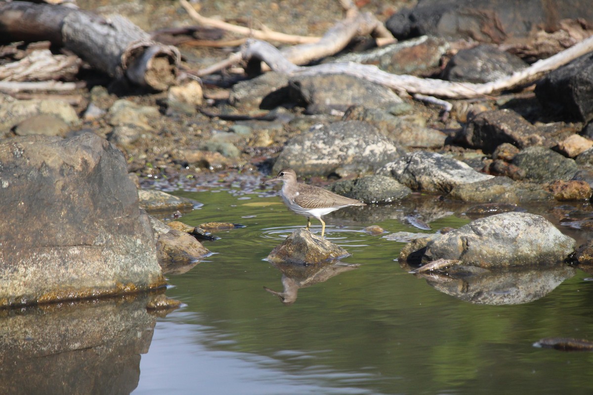 Spotted Sandpiper - Victoria Beasley