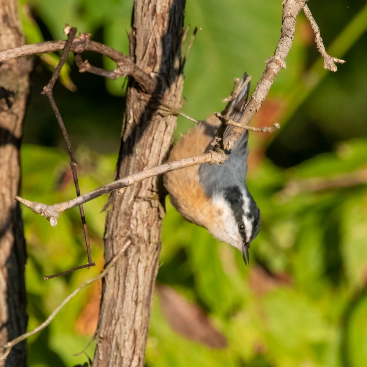 Red-breasted Nuthatch - ML374997181