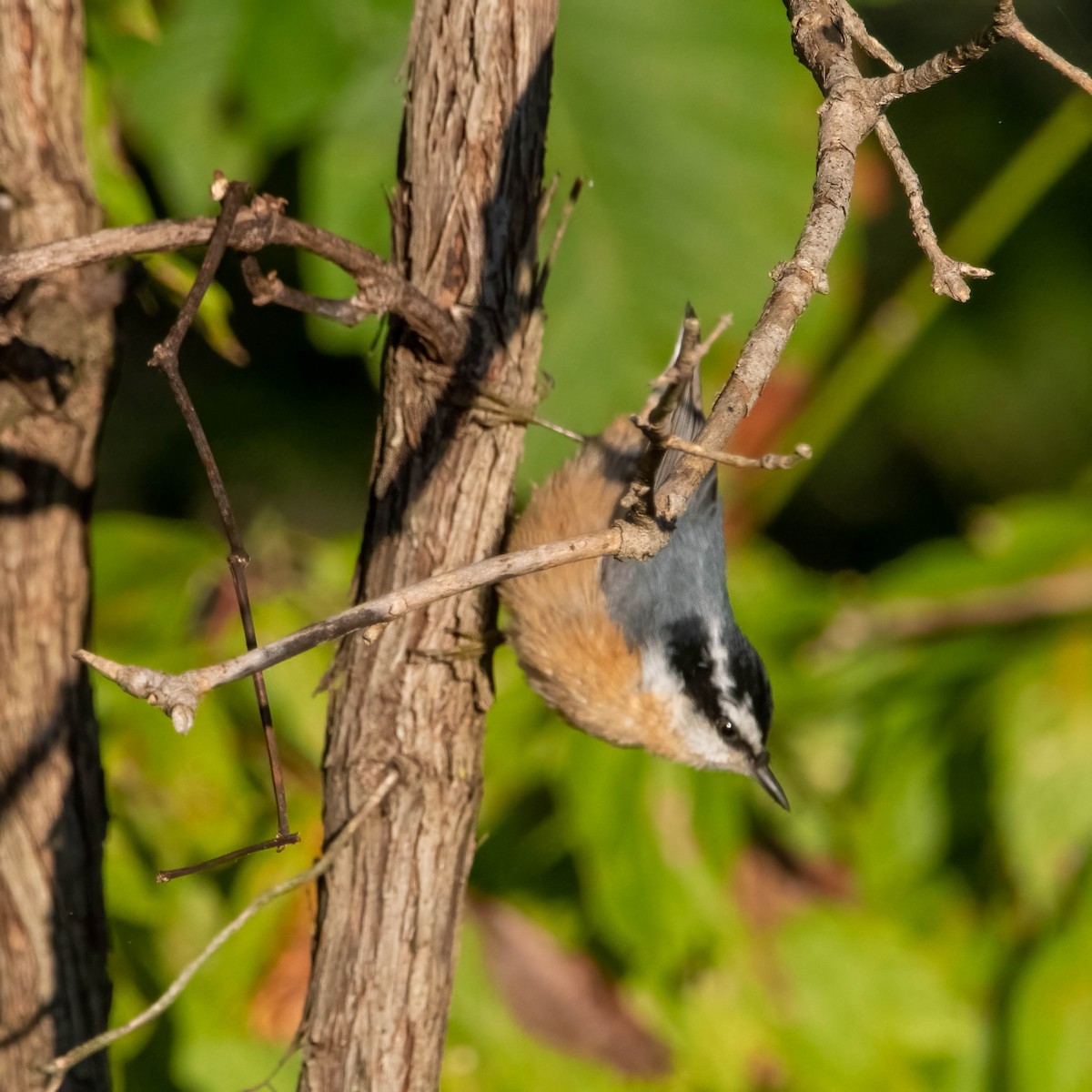 Red-breasted Nuthatch - ML374997191