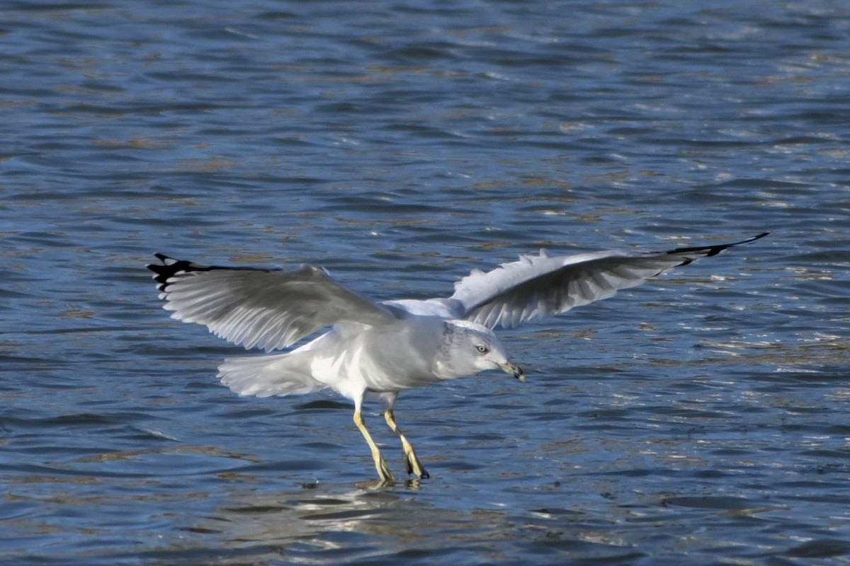 Gaviota de Delaware - ML374998321