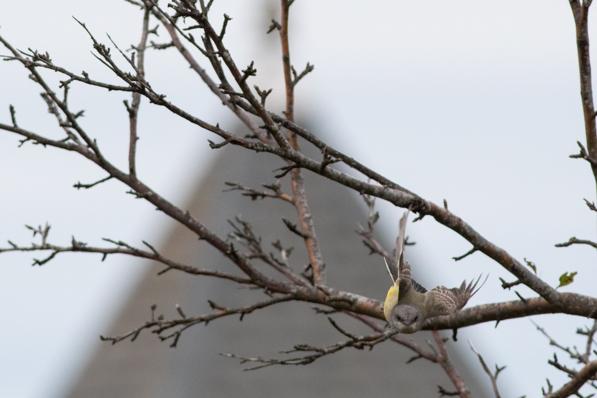 Western Kingbird - ML374999481