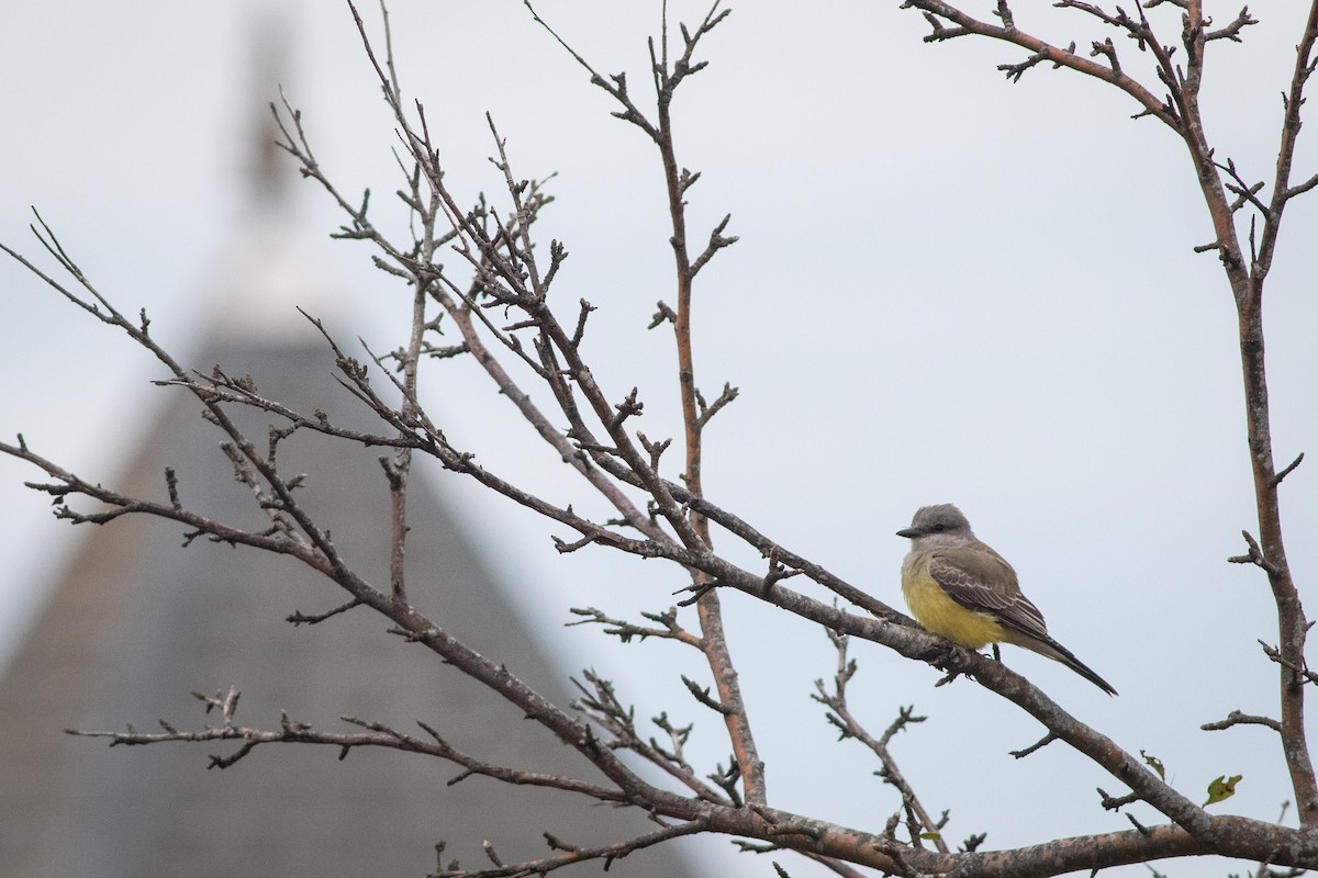 Western Kingbird - ML374999491