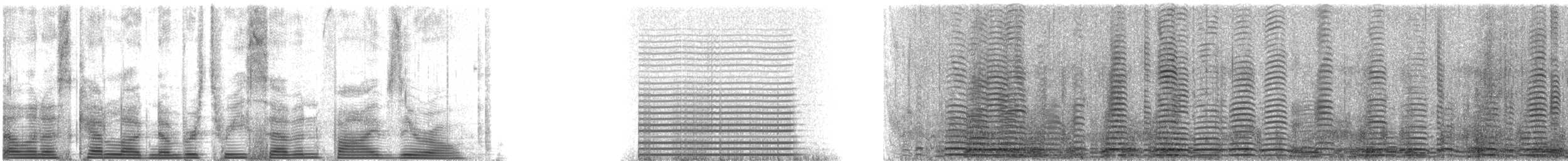 Trumpeter Swan - ML3750