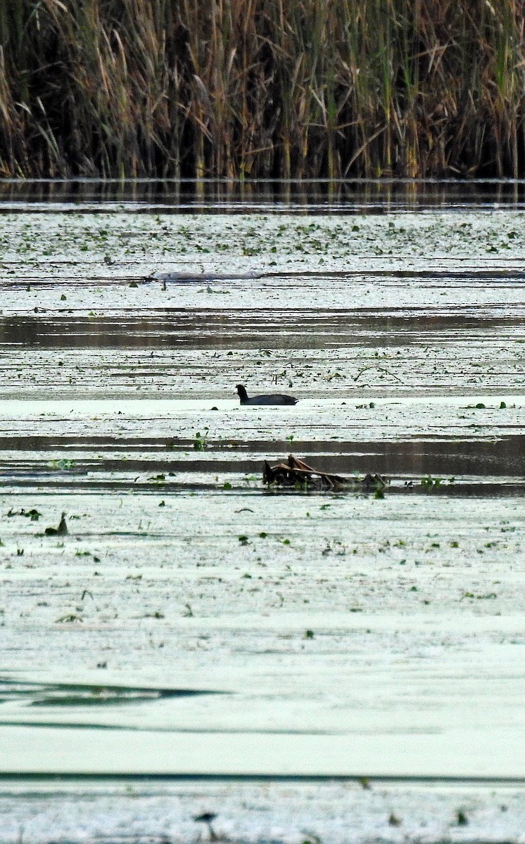 American Coot - Jim Franklin