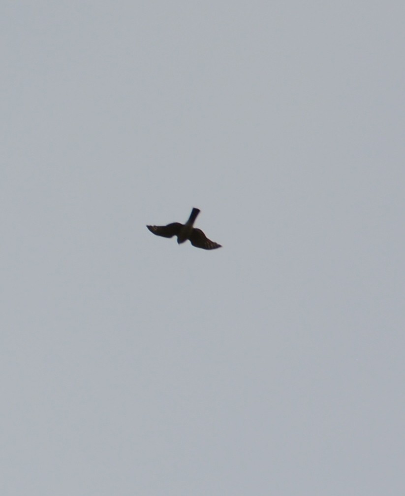 Sharp-shinned Hawk - ML37500071