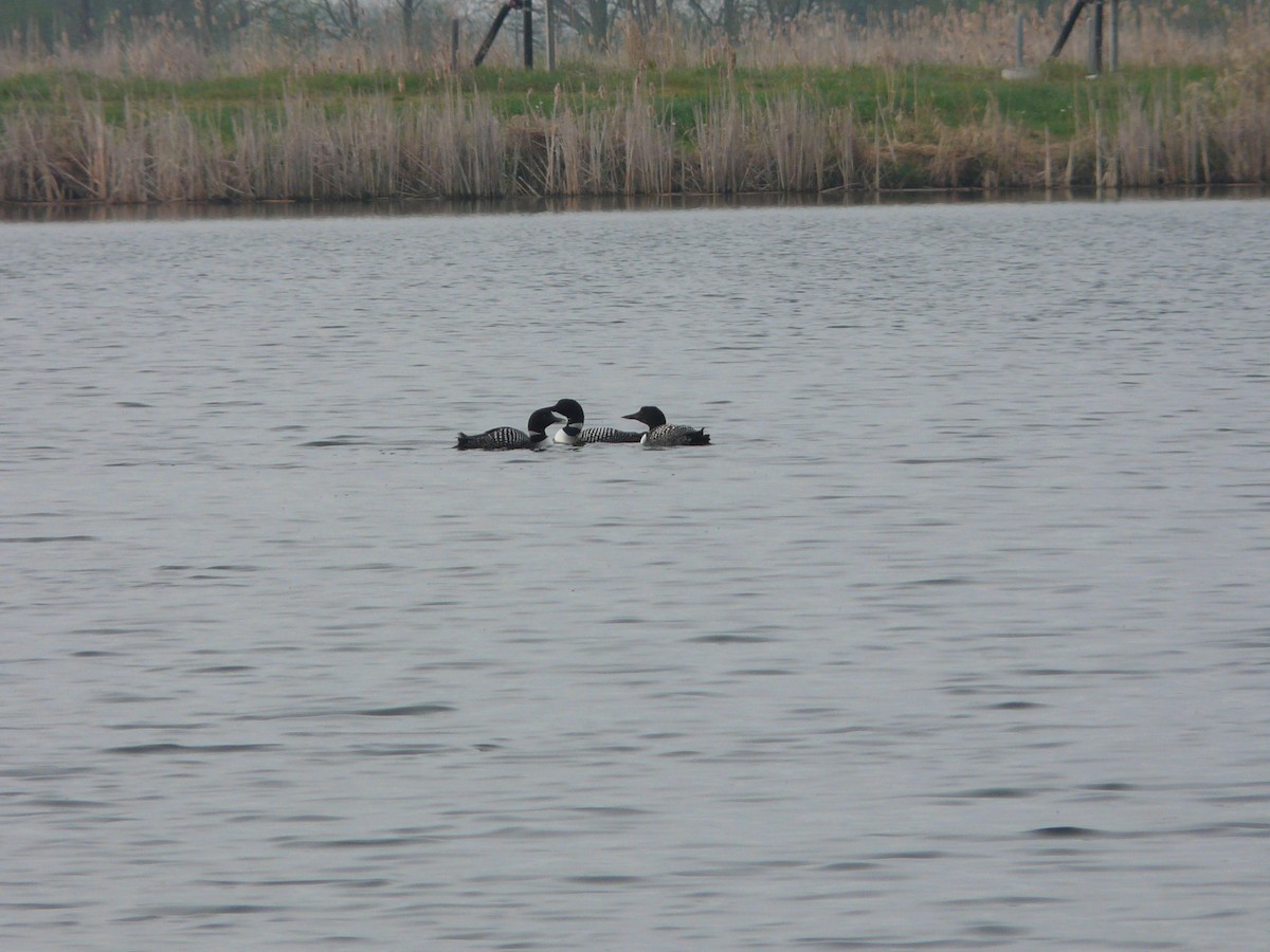 Common Loon - ML37500121