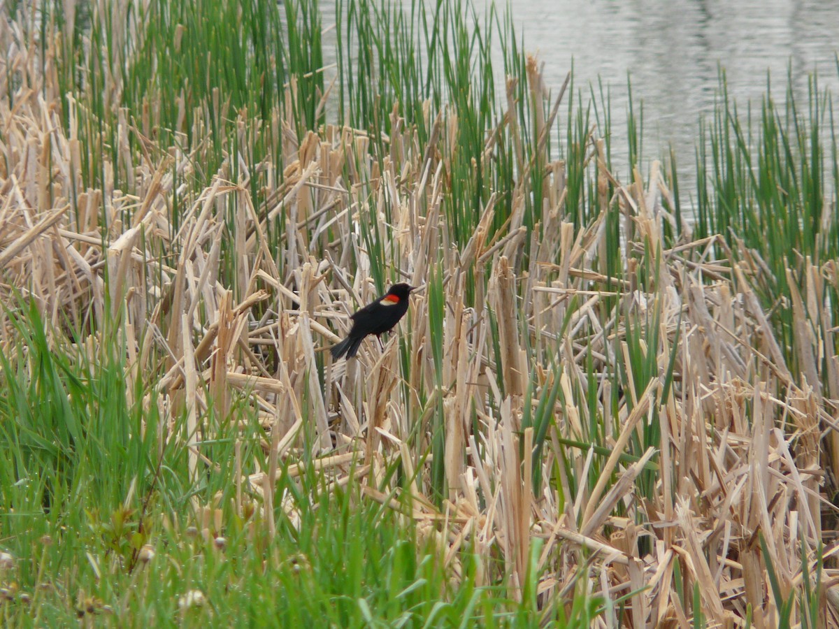 Red-winged Blackbird - ML37500211